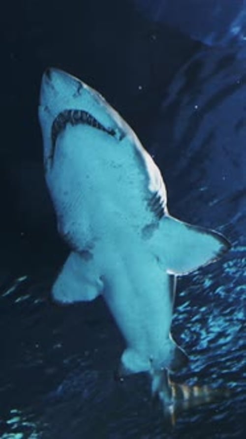 Shark Swimming Underwater in Dark Blue Ocean Water