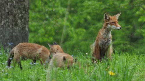 Cute red fox cub stands in the grass and looks at the camera. Red fox close up. Slow motion european