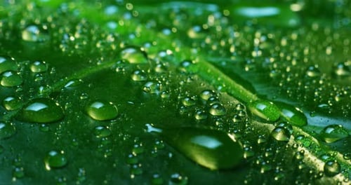 Fresh Green Leaf Covered in Water Droplets
