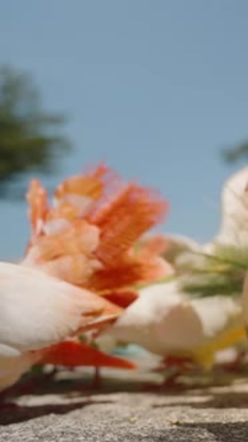 Vídeo vertical. Grupo de elegantes palomas blancas de cola con plumas pintadas de pie sobre el pavimento