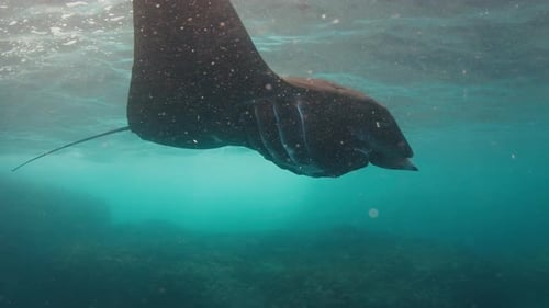 The Giant Oceanic Manta Ray Giant Manta Ray Mobula Birostris Glides Below the Sea Surface Near the