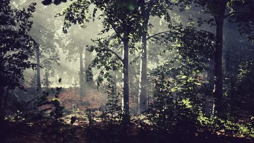 Ethereal Sun Rays in Dense Misty Forest