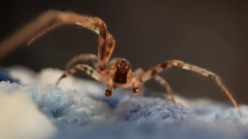 Vue macro d'une araignée sur une surface bleue détaillée et de son habitat
