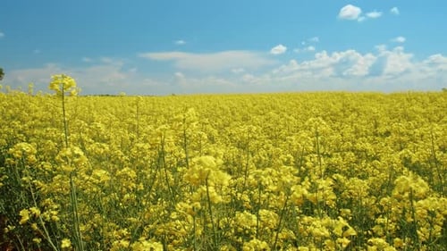 Wunderschöne Rapsfelder
