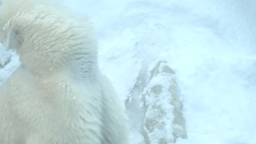 Eisbär läuft durch den Schnee