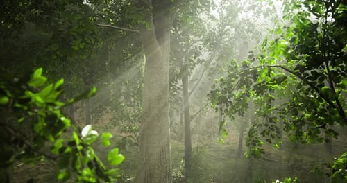 Sunlight Streaming Through Green Trees in a Lush Forest Environment