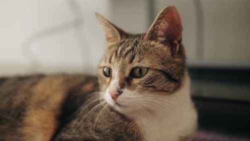 Tabby Cat Resting Calmly Indoors, Close Up