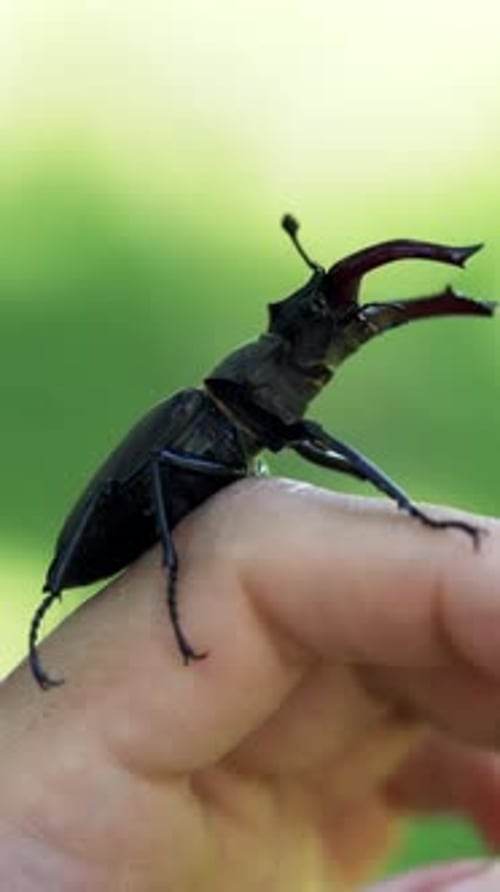 Stag Beetle on Hand in Close Up