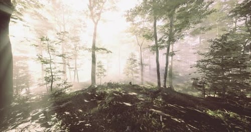 Misty Forest at Dawn with Sunlight Filtering Through the Trees