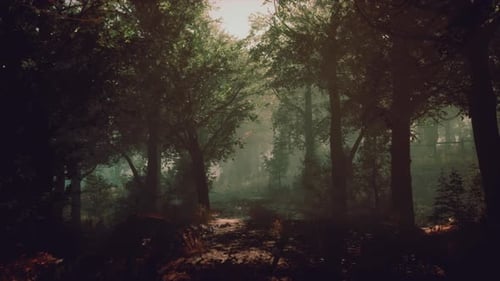 A Misty Forest with Dense Foliage and Towering Trees