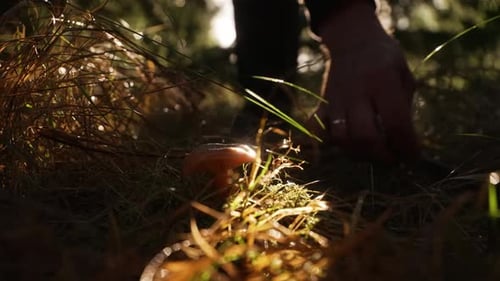 Close-up of cutting a mushroom in the forest in autumn