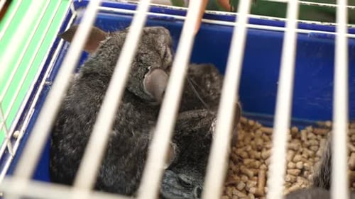 66 1People care for and play with chinchillas.