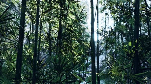 A Forest Filled with Lots of Tall Green Trees