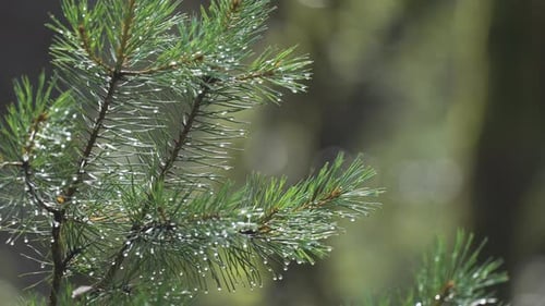 A close-up shot of the pine tree branch on the blurry background. Tiny drops hang on thin needles. S