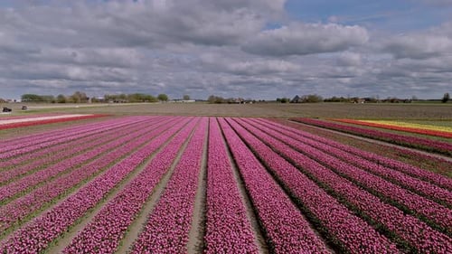 Aerial View: Pink Tulip Fields in Friesland, Netherlands