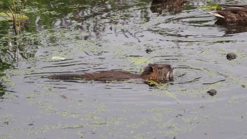 Eine Nutria schwimmt auf der Suche nach Nahrung durch einen See