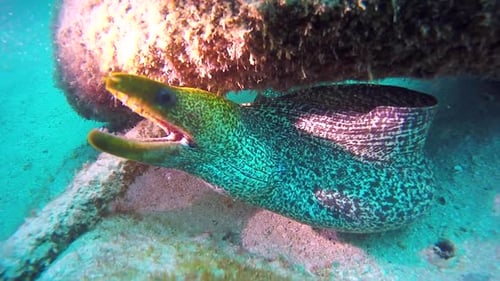 Moray Eel Resting on Ocean Floor With Fish