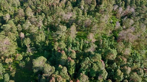 Aerial view of a lush green forest with dense trees and natural sunlight