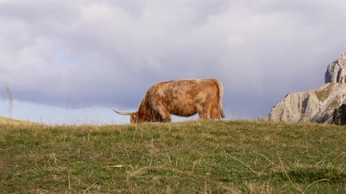 Jak - Cow grazing in the beautiful alps of Italy in the middle of the mountains filmed in 4k.