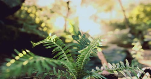 Exploring a Lush Forest with Vibrant Ferns in Soft Light During Daylight