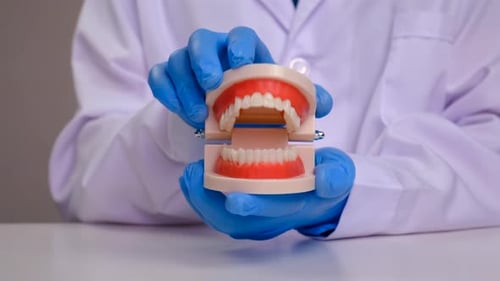 Dental Model Held by Person in Surgical Gloves