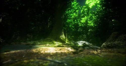 Sunlight Filters Through a Lush Green Forest Canopy Creating Calm