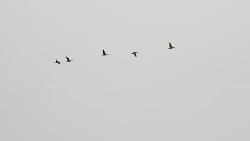Geese Flying Gracefully in Formation Across the Sky