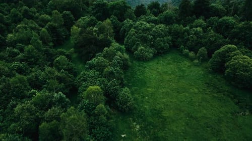 A lush green forest with a small clearing in the middle on the italian alps aerial drone shot. The t