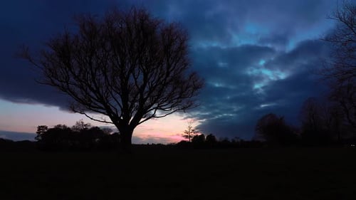 Bare Tree Silhouette at Dusk in Countryside Setting