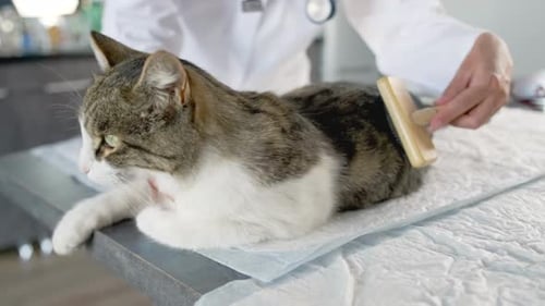 Groomer vet woman hand combs out hair with comb for cat on table at grooming salon and pet spa.