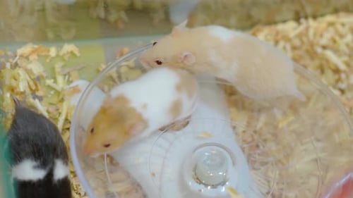 Hamsters in a Clear Enclosure