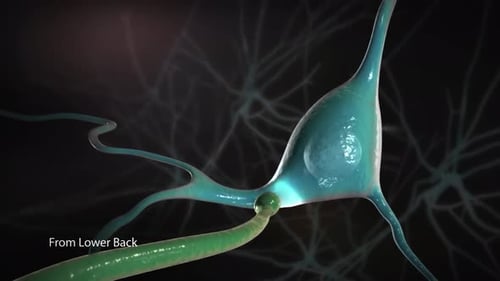 Neural Synaptic Transmission: Electrical Signals in Brain