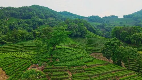 Aerial View of Expansive Tea Plantations in Lush Green Mountains