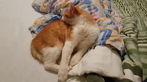 White and red tabby house cat laying on the bed