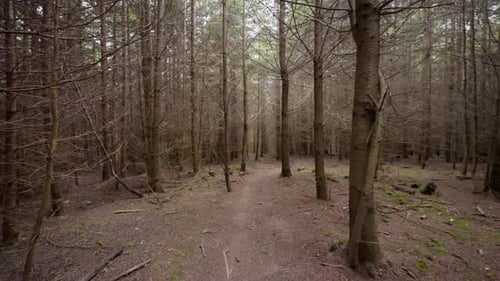 Spooky Woodland Forest Walk Slowly Moving Through Dead trees