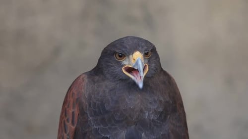 Harris's Hawk Close Up Looking at Camera