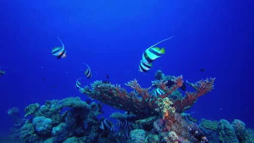 Coral Garden Fish Scene