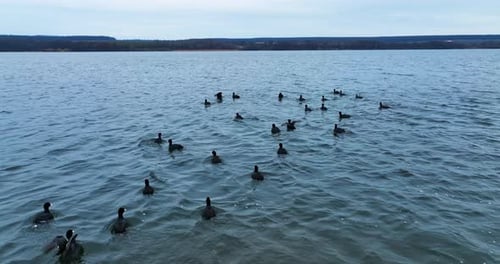 Flock of Ducks Flying Off of Lake