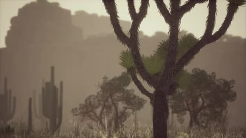 Sunlight Ray Shooting Across the Desert Sky at Sunset