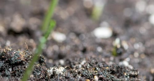 Close-Up Green Shoots Emerging from Soil