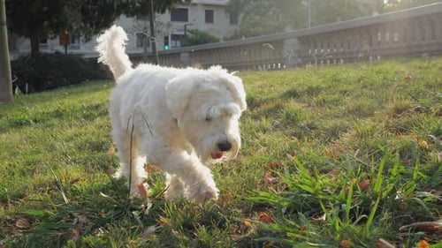 Fluffy White Dog Walking in Urban Park