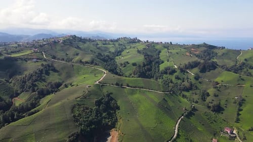 Tea Fields