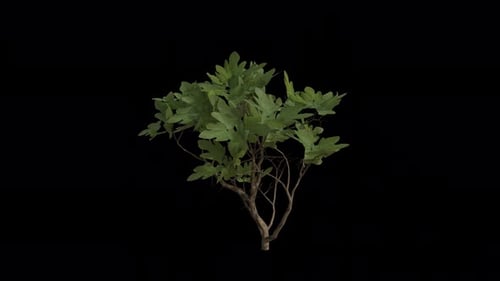 Realistic Bush With Green Leaves Swaying In Wind