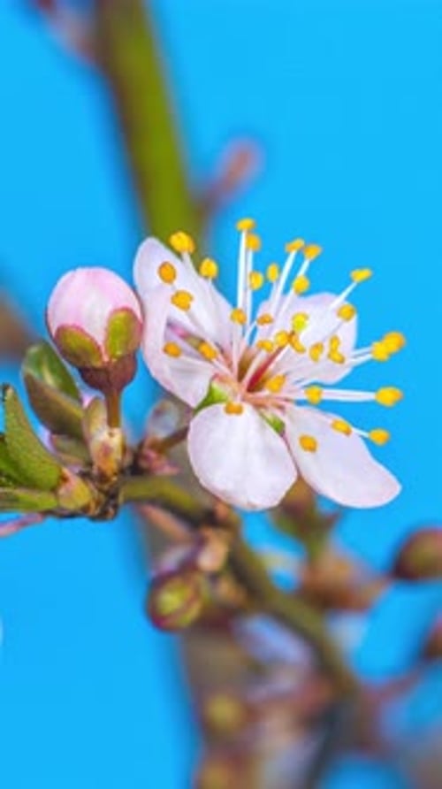 Time Lapse of Flower Blossom Against Blue Background