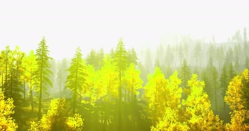 La lumière du soleil filtre à travers les arbres d'automne vibrants d'une forêt sereine