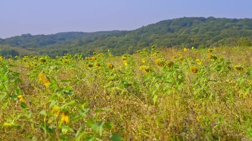 Large agriculture field of sunflowers that are past its bloom and drying. Parallax Tracking Movement