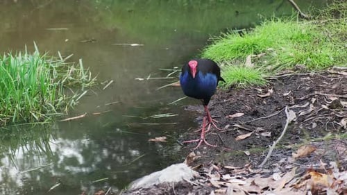 Violetter und blauer Vogel an einem Wasserloch, der in der Nähe eines grasbewachsenen flachen Teichs spaziert