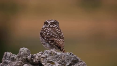 Kleine Eule (Athene noctua) in Montgai, Lleida, Katalonien, Spanien