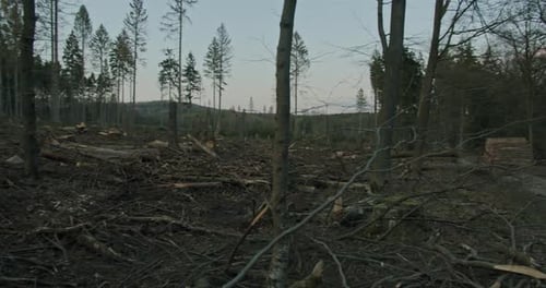 A cleared and destroyed forest area.