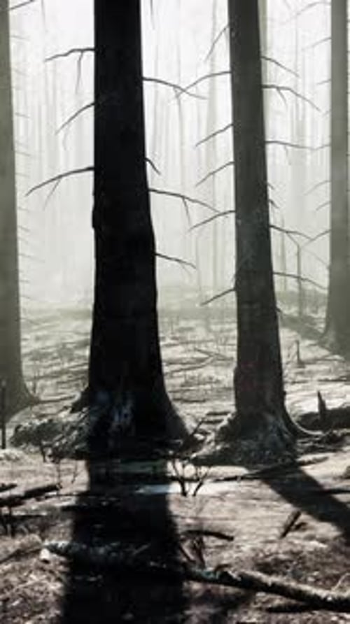 A Forest Filled with Lots of Tall Trees